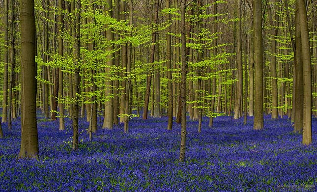 Hallerbos