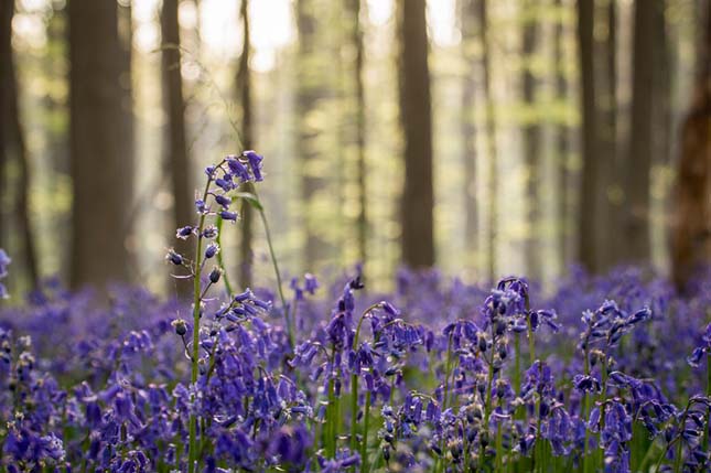 Hallerbos