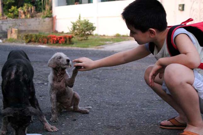 Happy Animals Club