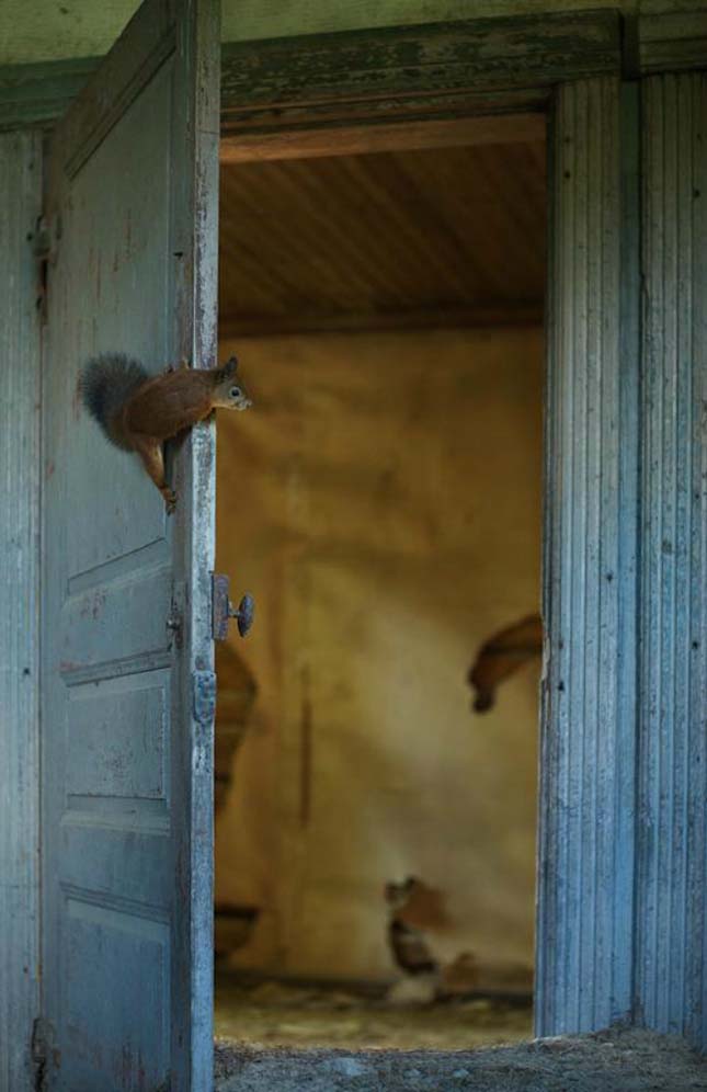 Állatok elhagyott faházban