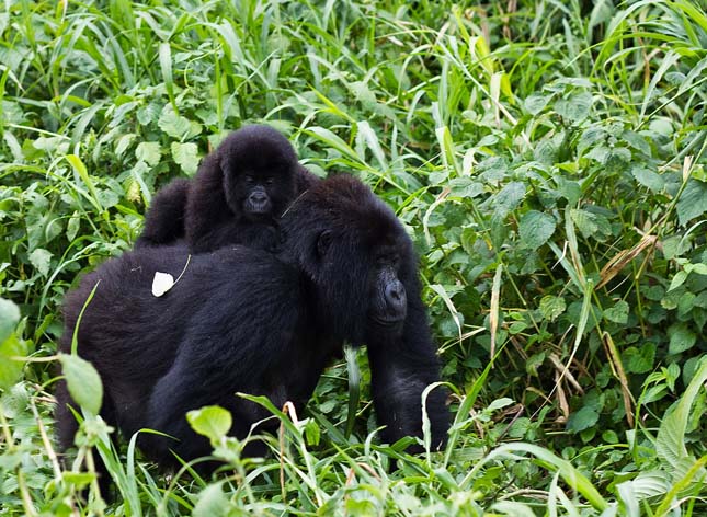 Virunga Nemzeti Park