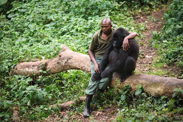 Virunga Nemzeti Park