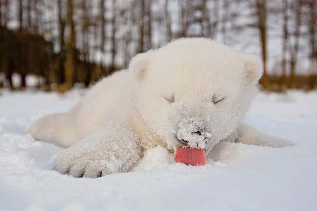 Hóban játszó állatok