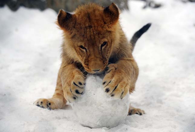 Hóban játszó állatok