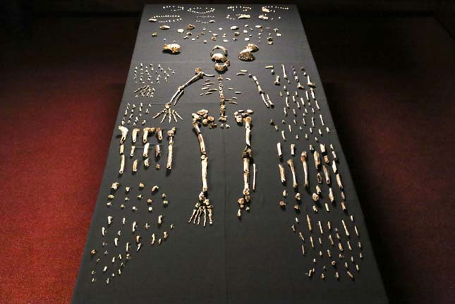 Homo naledi