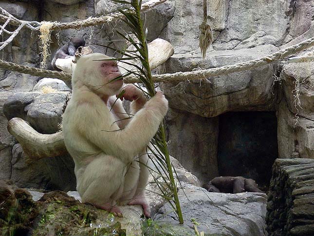 Hópehely, a világ egyetlen fehér gorillája