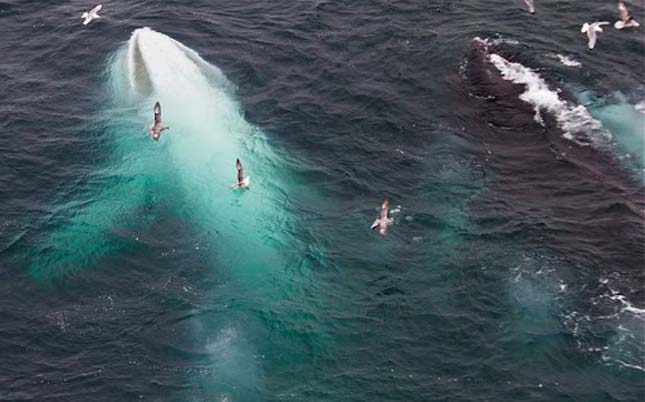 Hosszúszárnyú bálnák