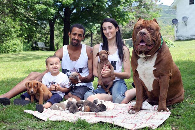 Hulk, a világ legnagyobb pitbullja