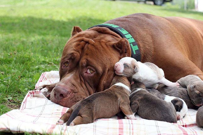 Hulk, a világ legnagyobb pitbullja