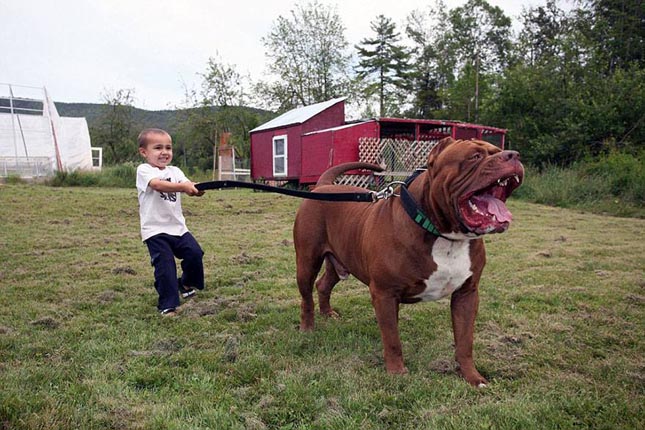 Hulk, a világ legnagyobb pitbullja