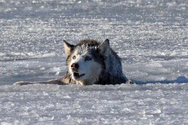 Husky kutya megmentése