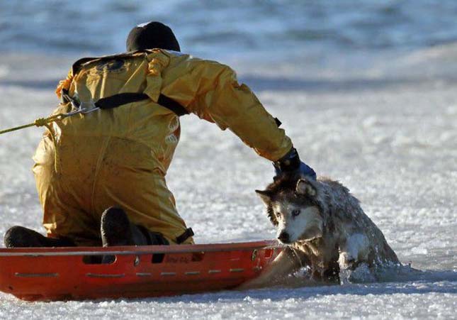 Husky kutya megmentése