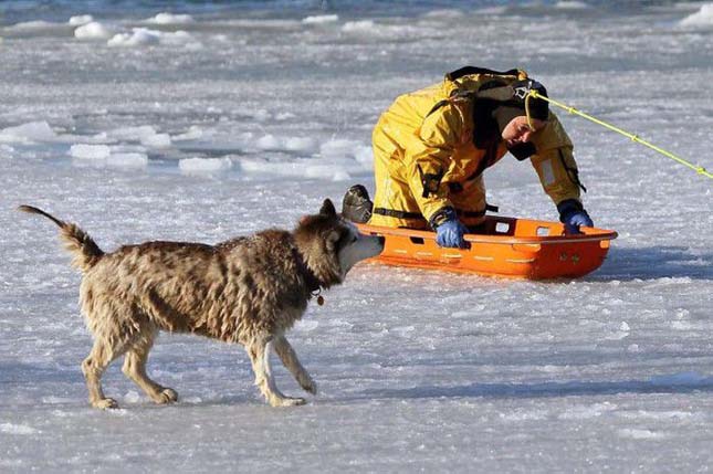 Husky kutya megmentése