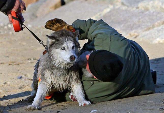 Husky kutya megmentése