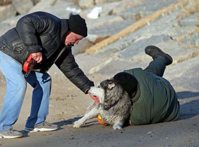 Husky kutya megmentése