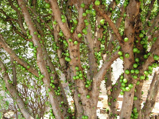 Jabuticaba