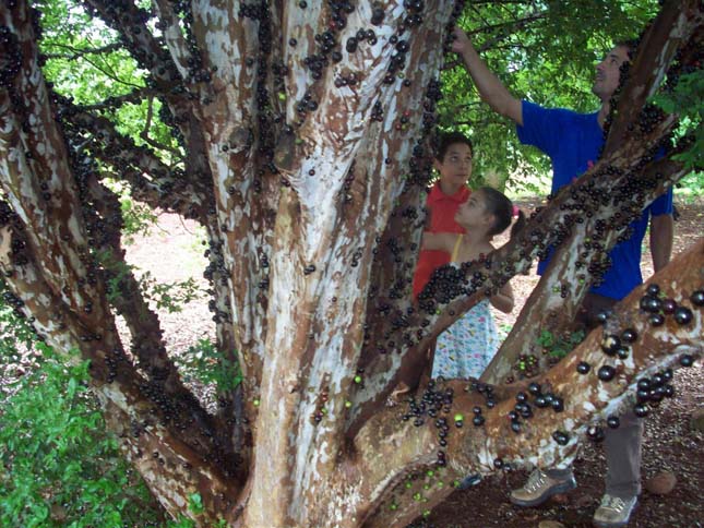 Jabuticaba