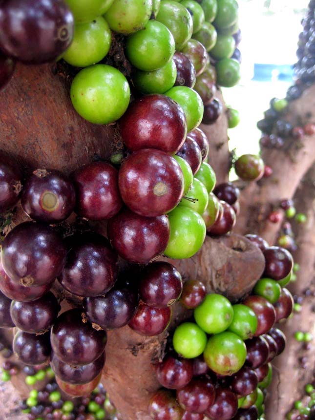 Jabuticaba