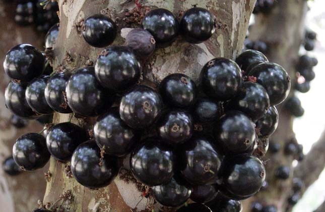 Jabuticaba