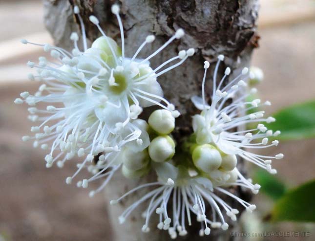 Jabuticaba