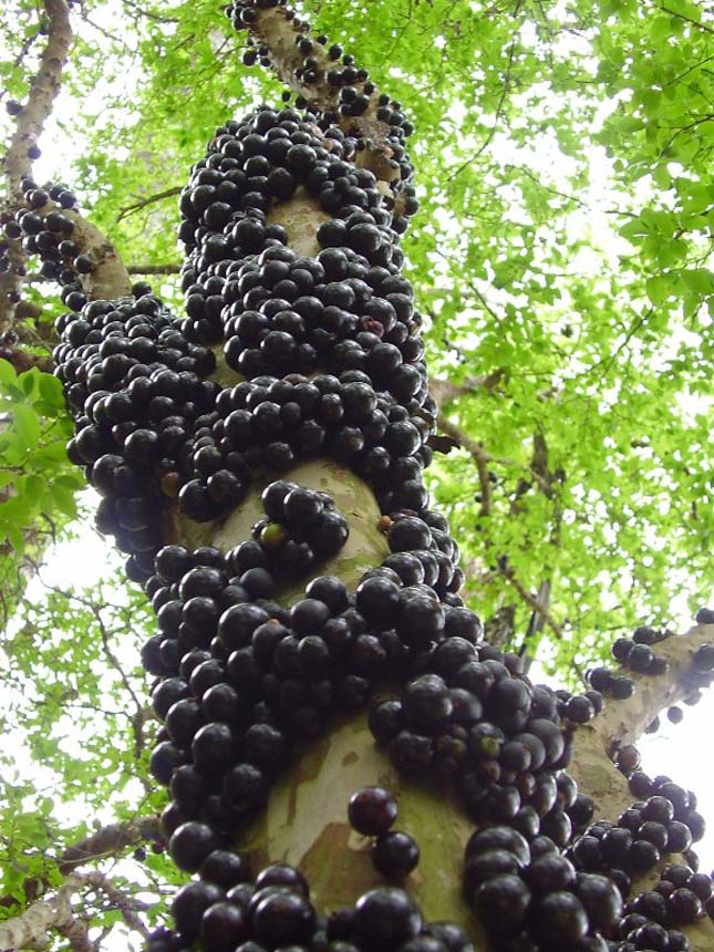 Jabuticaba