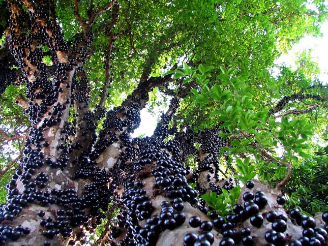 Jabuticaba