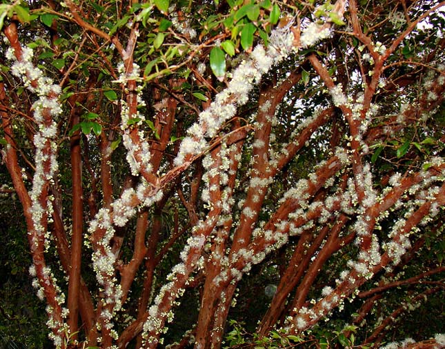 Jabuticaba