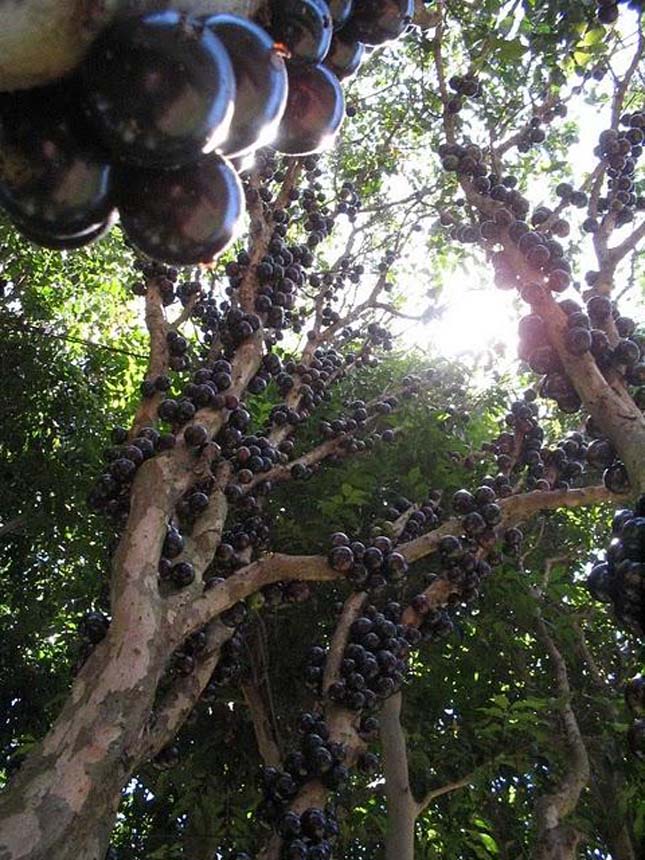 Jabuticaba