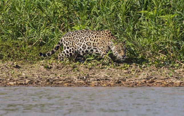 Jaguár krokodilra vadászik
