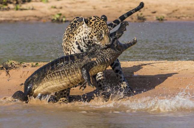 Jaguár krokodilra vadászik