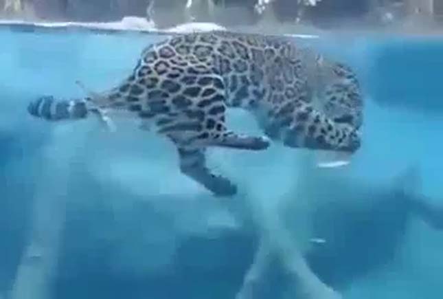 Jaguár a víz alatt