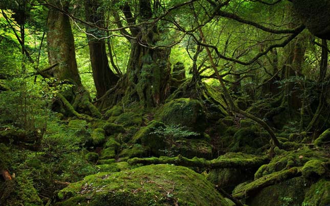 Jakusima-sziget, Japán