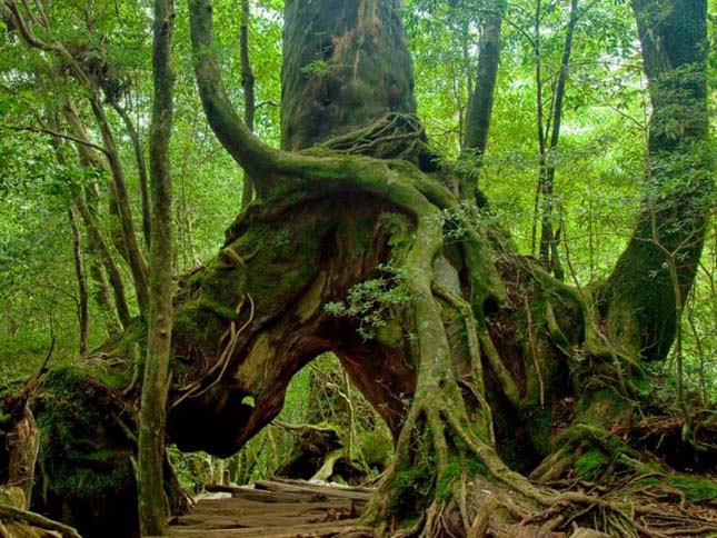 Jakusima-sziget, Japán