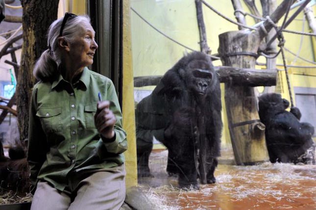 Jane Goodall Budapesten