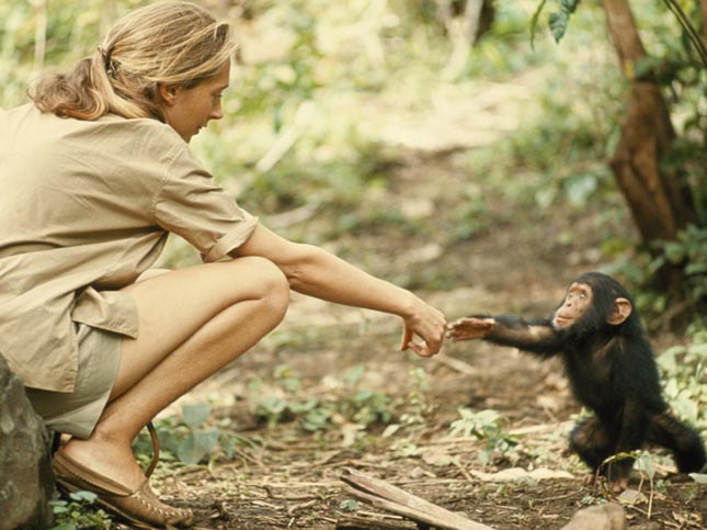 Jane Goodall Budapesten