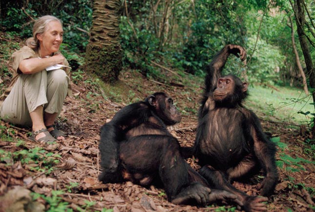 Jane Goodall Budapesten