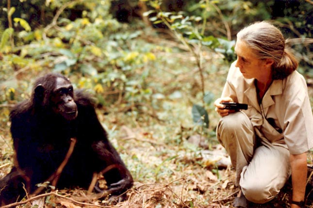 Jane Goodall Budapesten