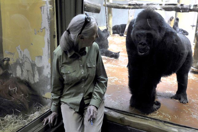 Jane Goodall Budapesten