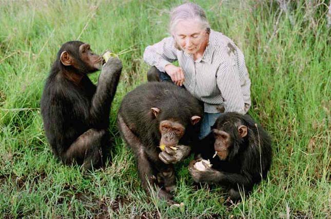 Jane Goodall