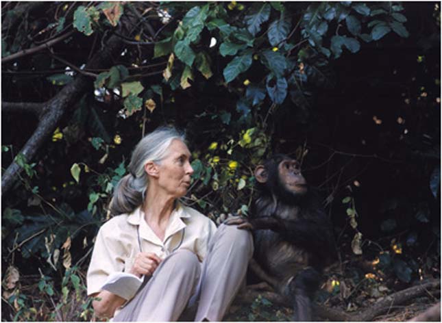 Jane Goodall