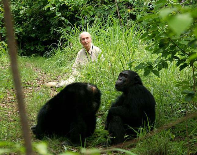 Jane Goodall