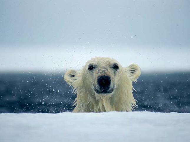 A jegesmedvék a globális felmelegedés fő áldozatai lehetnek