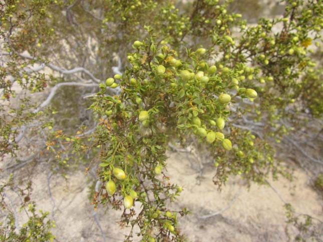 Joshua Tree Nemzeti Park