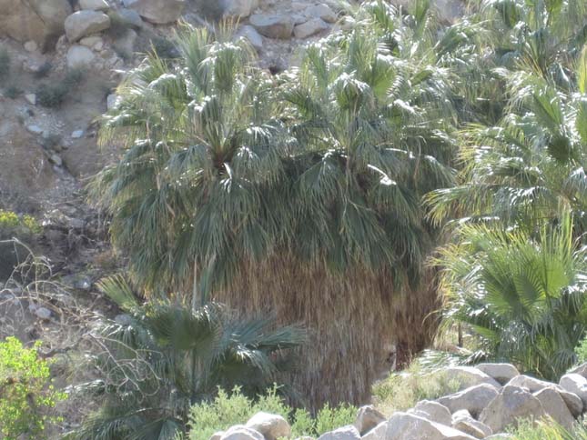 Joshua Tree Nemzeti Park