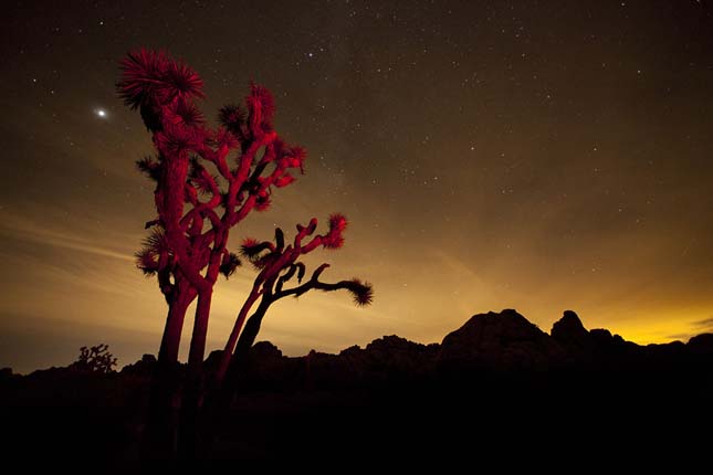 Joshua Tree Nemzeti Park