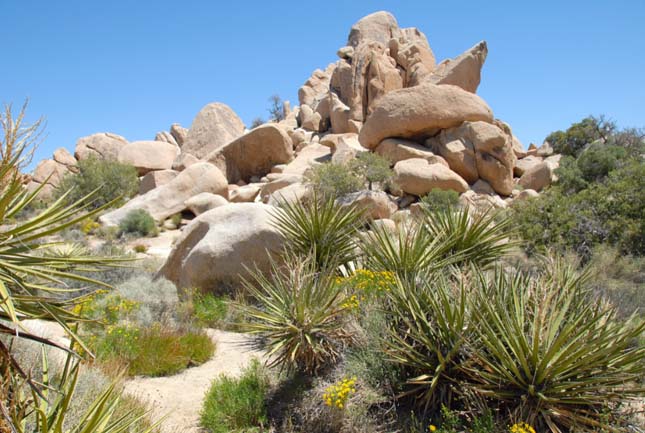 Joshua Tree Nemzeti Park