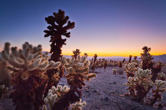 Joshua Tree Nemzeti Park