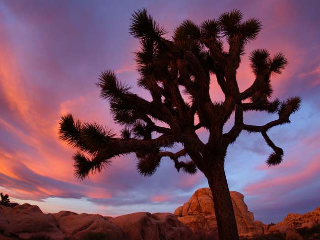 Joshua Tree Nemzeti Park