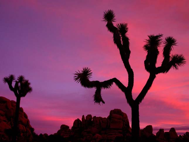 Joshua Tree Nemzeti Park