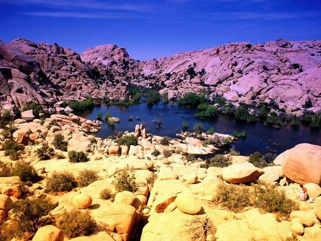 Joshua Tree Nemzeti Park